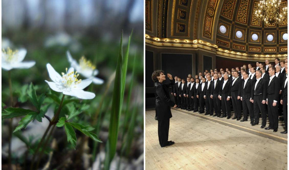 Vitsippor hör våren till, liksom kören OD:s vårsång. Foto: Epoch Times (vä), Orphei Drängar (hö)