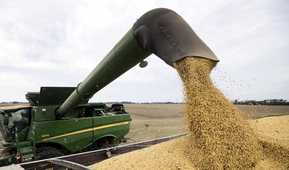 Sojabönor är en av produkterna som Kina oroar sig för att stå utan. Nu uppmanas företagen att bunkra. Foto: Michael Conroy/AP/TT-arkivbild