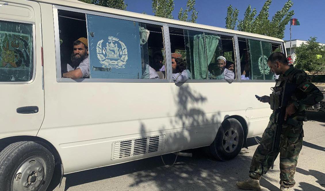 
Frisläppta talibaner på en buss. Foto: Rahmat Gul/AP/TT                                            