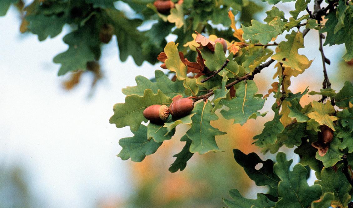 Arkeologer har grävt fram stora mängder förkolnade ekollon i Bromölla. Ekollonen på bilden har inget med fynden att göra. Foto: Rikard Collsiöö/TT-arkivbild
