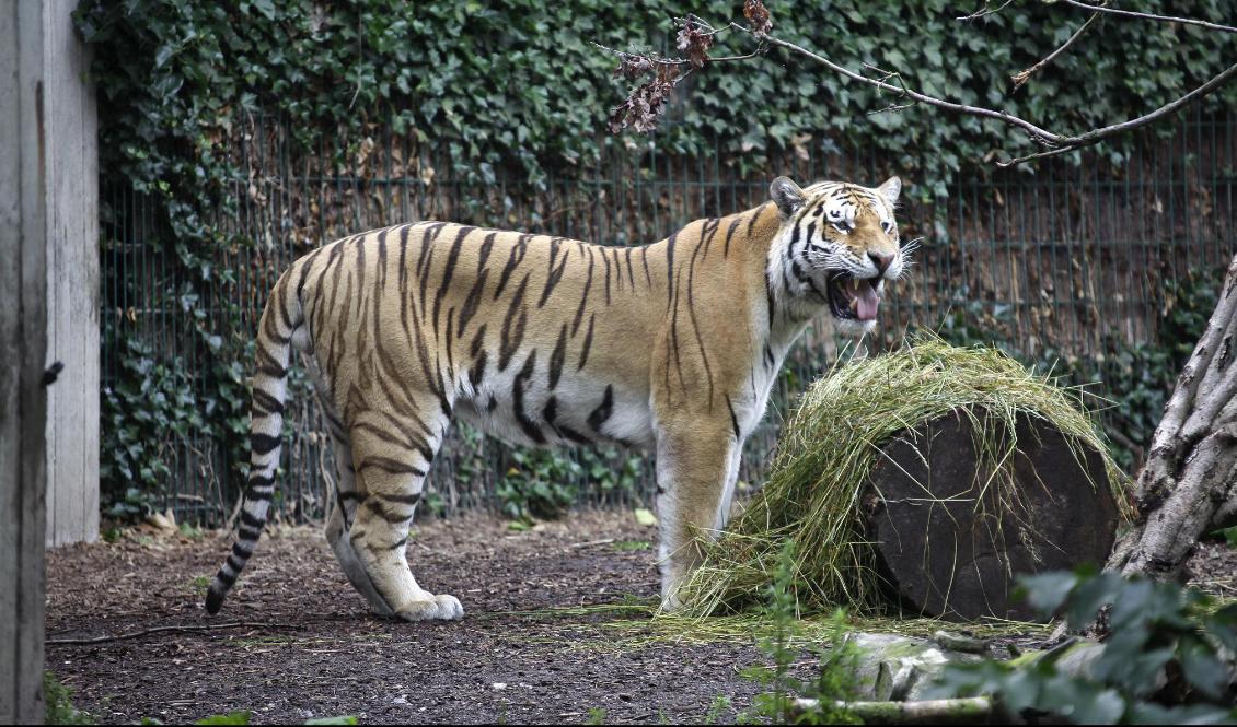 Djurparker i Danmark tillhör verksamheterna som snart får öppna. Bild från Köpenhamns zoo. Foto: DRAGO PRVULOVIC/NTB Scanpix/TT-arkivbild