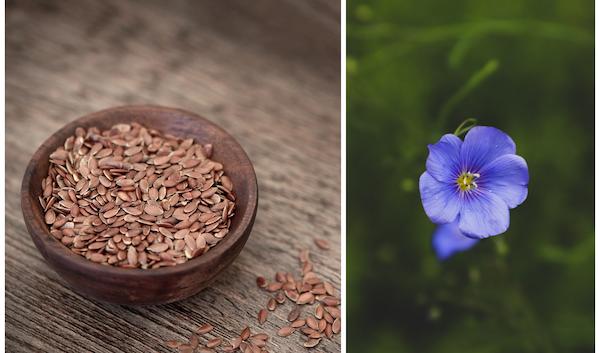 Forskare tror nu att linfröolja är lika effektiv mot kranskärlssjukdomar som fiskolja. Foto: Pixabay (vä)/Marta Matyszczyk (hö)