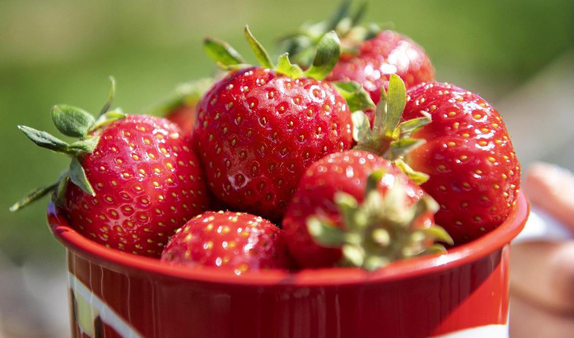 Värmen i södra Sverige har räddat de svenska jordgubbarna, lagom till midsommar. Foto: Jessica Gow/TT-arkivbild