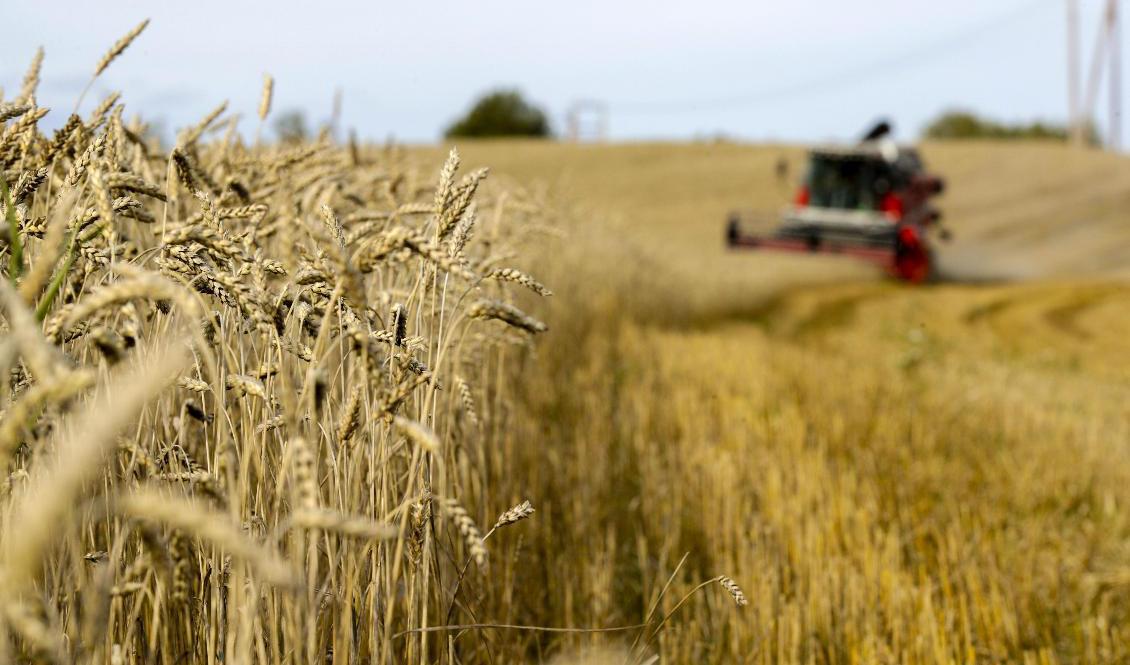 Lantmännen redovisar tertialrapport. Foto: Vidar Ruud NTB/Scanpix/TT-arkivbild