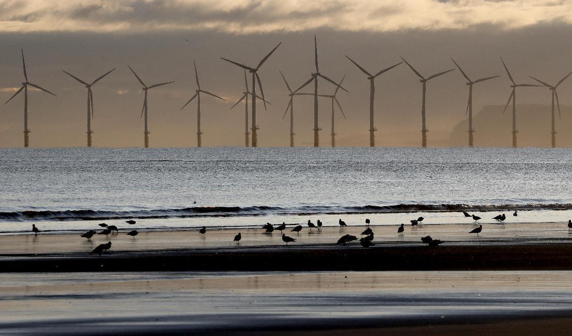 Vindkraftverk till havs. Arkivbild tagen från stranden i Hartlepool, England. Foto: Frank Augstein