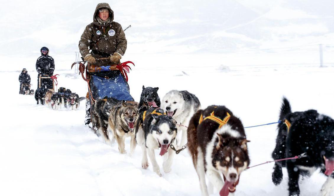 Färd med slädhundar på Svalbard. Foto: Junge, Heiko-arkivbild