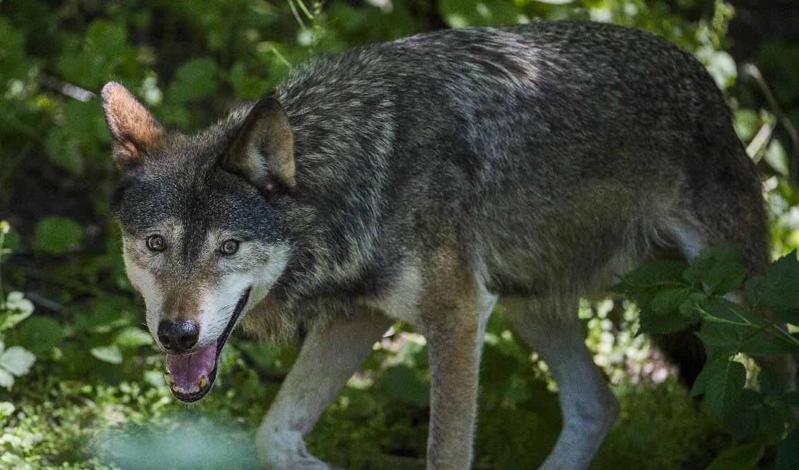 Vargjakten i Jönköpings län förlängs efter att lamm dödats och skadats. Foto: Jonas Ekströmer/TT-arkivbild