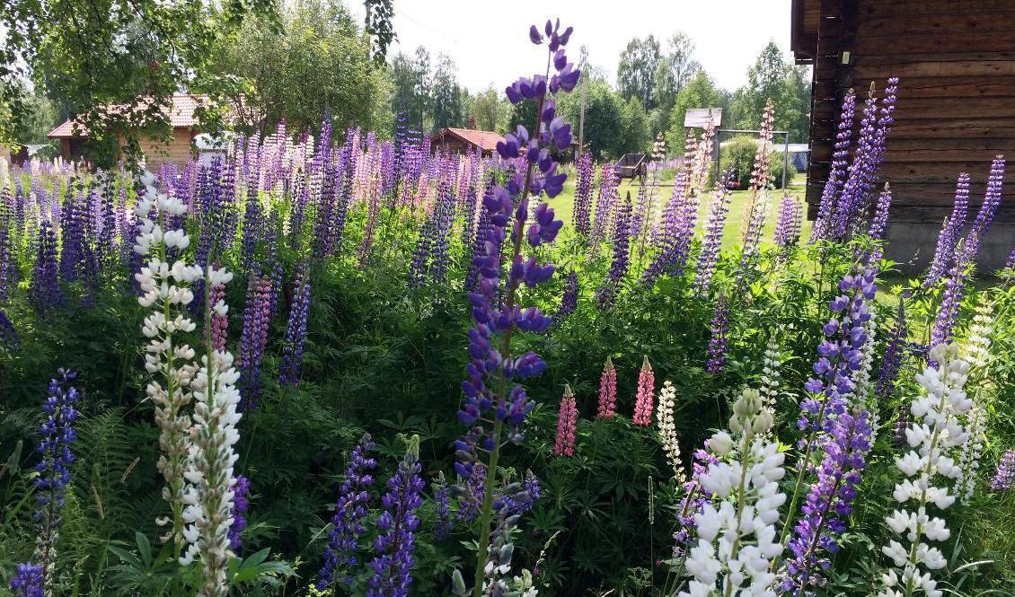 Blomsterlupiner är en av de många invasiva arter som hotar den svenska floran och faunan. Foto: Lisa Abrahamsson/TT-arkivbild