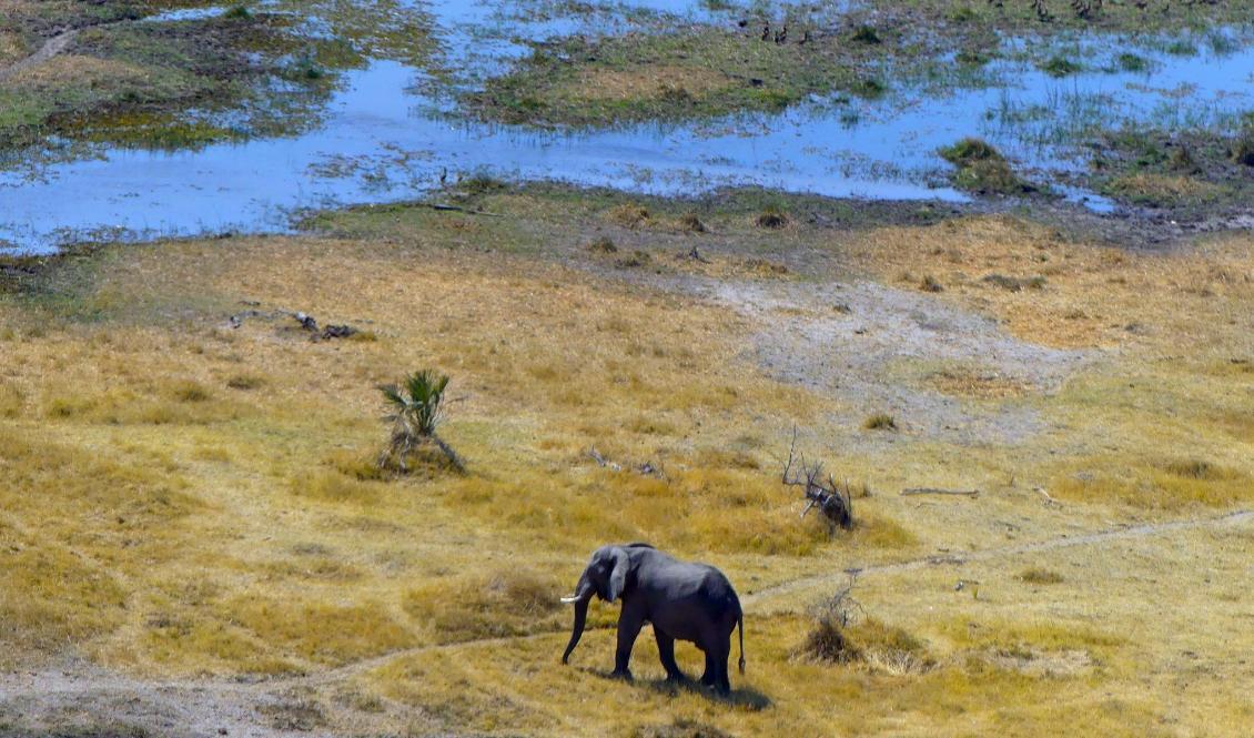 Botswana har världens största elefantpopulation. Här ett exemplar i delta Okavango, där nu hundratals elefanter påträffats döda. Foto: Dean Fosdick/AP/TT-arkivbild