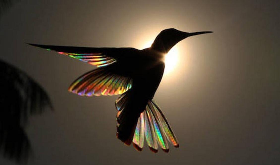 "Regnbågsbalett". Foto: Med tillstånd av Christian Spencer