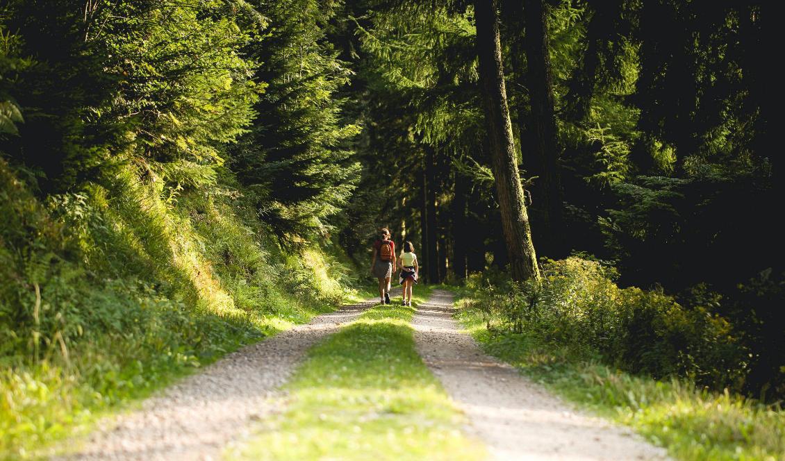 Att vistas i och uppleva naturliga miljöer är vad japanerna kallar för skogsbad. Forskare studerar nu de positiva effekterna på det fysiska och mentala. Foto: Nicolas Picard/Unsplash