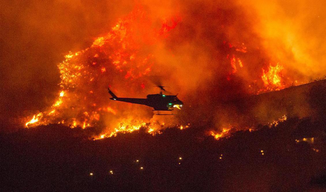 En brandhelikopter på väg att släppa vatten över en skogsbrand i Yucaipa i Kalifornien. I en annan helikopterinsats har tiotals människor räddats undan lågorna. Foto: Ringo H.W. Chiu/AP/TT