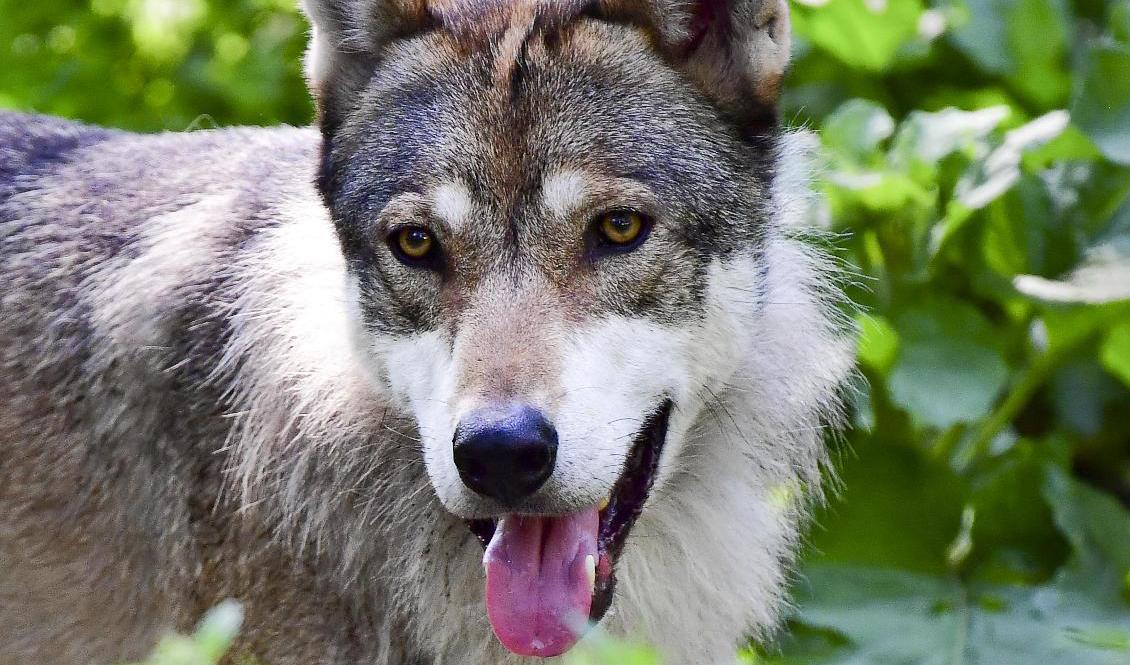 Två får är döda och sju skadade efter ett vargangrepp i Arkelstorp norr om Kristianstad. Arkivbild. Foto: Jonas Ekströmer/TT