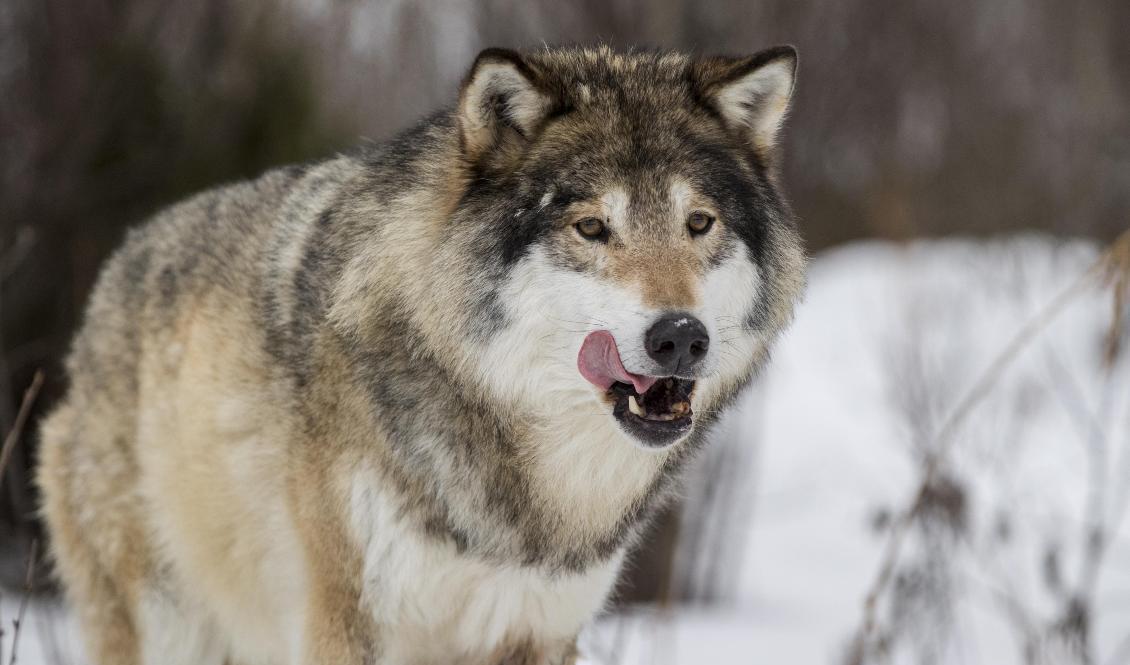Ett nytt vargangrepp har konstaterats i trakterna kring Skånes gräns. Genrebild. Foto: Heiko Junge/NTB/TT
