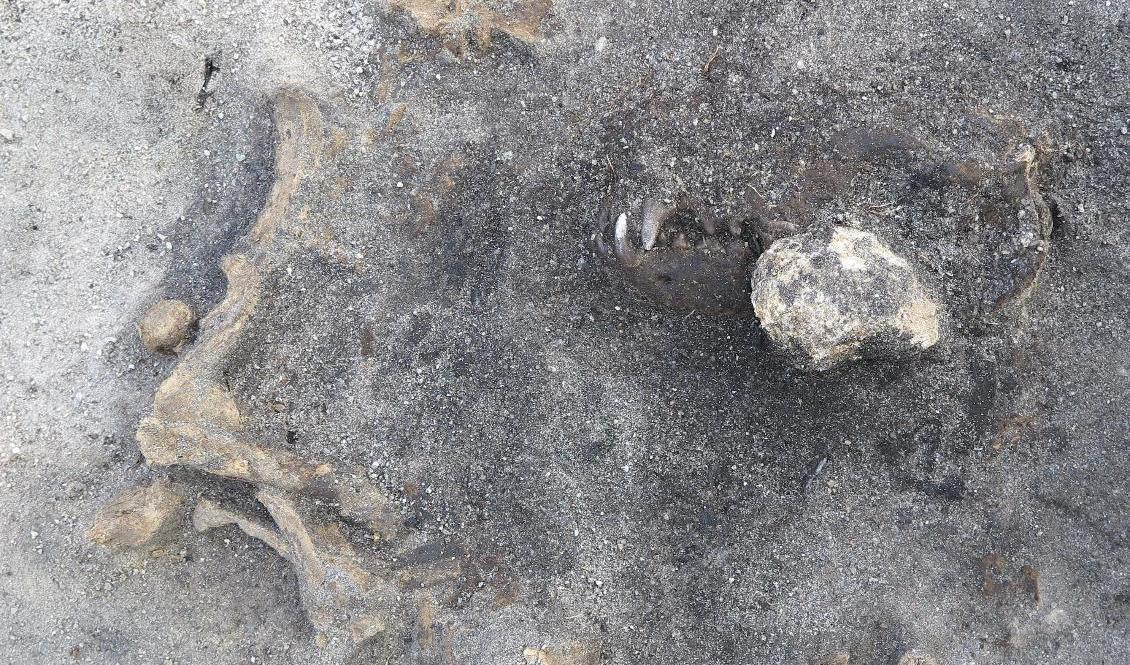 Kvarlämningarna av en 8|400 år gammal hund som hittats vid Ljungaviken i Blekinge. Hunden tros ha begravts med gravgåvor. Foto: Blekinge museum/TT