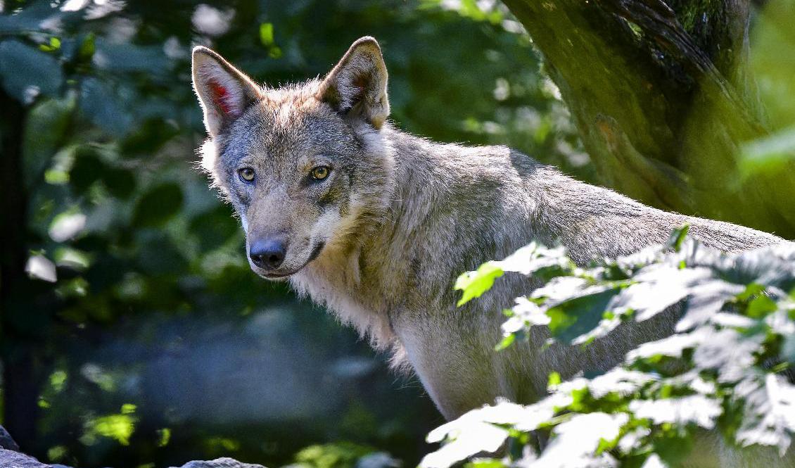 Efter en dna-analys i samband med tre vargattacker i Osby har man kunnat konstatera att det rör sig om en ung vargtik. Arkivbild. Foto: Jonas Ekströmer/TT