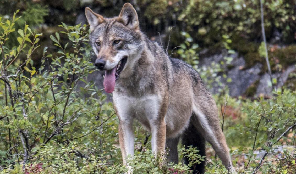 Vargattacken inträffade i Gnesta kommun under lördagen. Arkivbild. Foto: Paul Kleiven/NTB/TT
