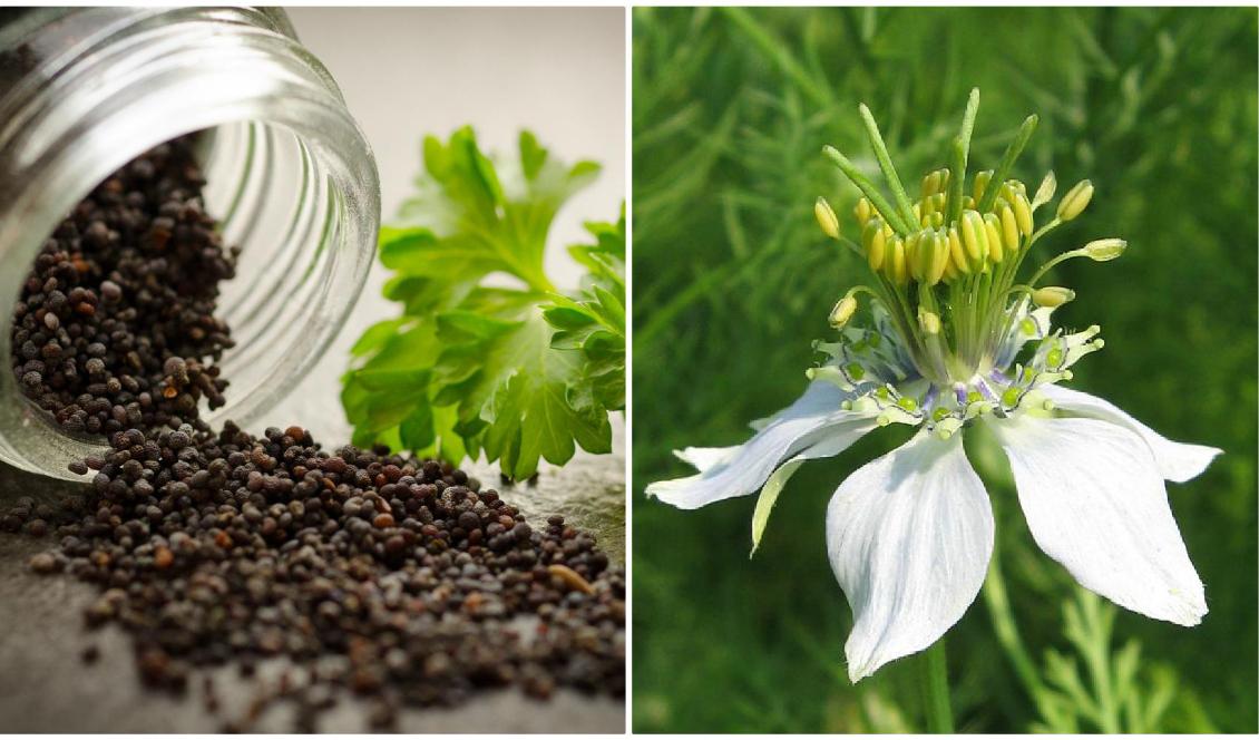 Svarta sesamfrön (vä) och svartkummin eller Nigella sativa (hö) innehåller mycket näring. Foto: Rudy och Peter Skitterians/Pixabay (vä), Andre Holz/CC BY-SA 3.0