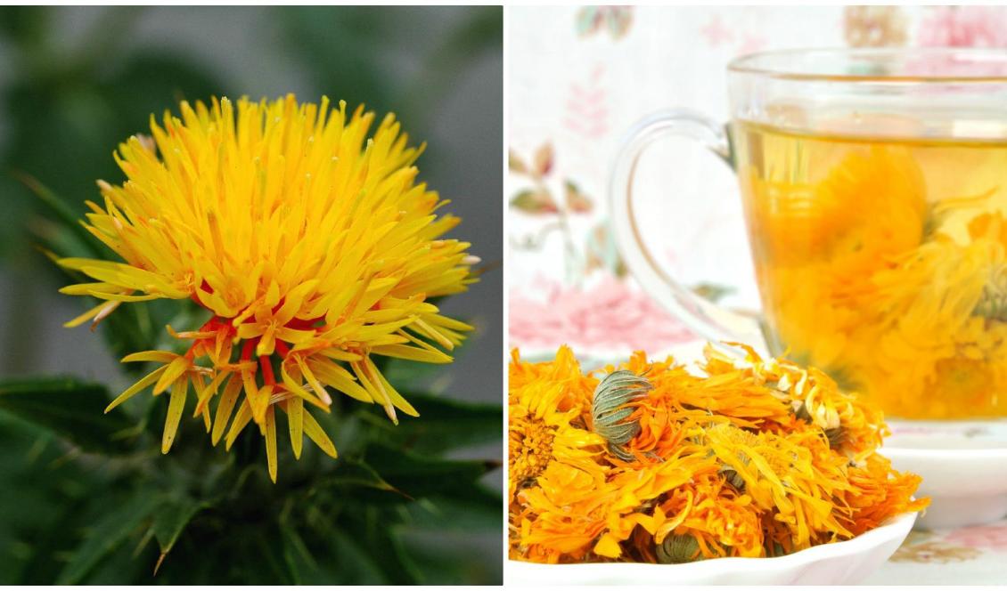 Safflor, Carthamus tinctorius, från Shiritaka, Japan (vä). Te på krysantemum (hö). Foto: Wikimedia Commons (vä), Joa Kwan/Pixabay (hö)