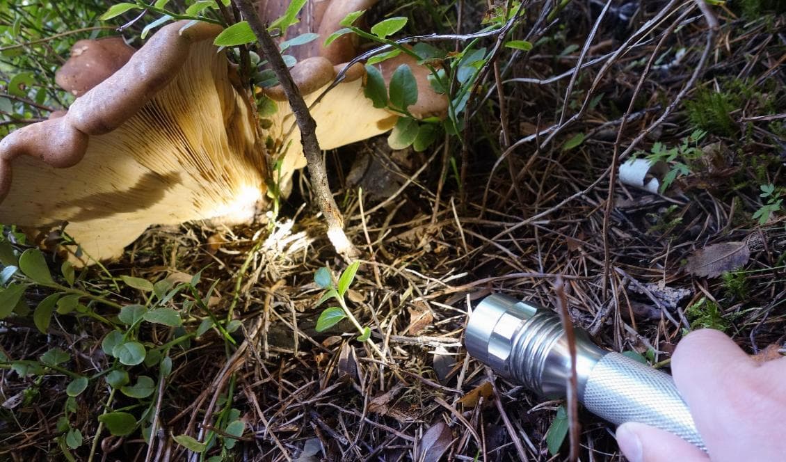 Den sammetsfotade pluggskivlingen gav stort nöje. Foto: Eva Sagerfors/Epoch Times