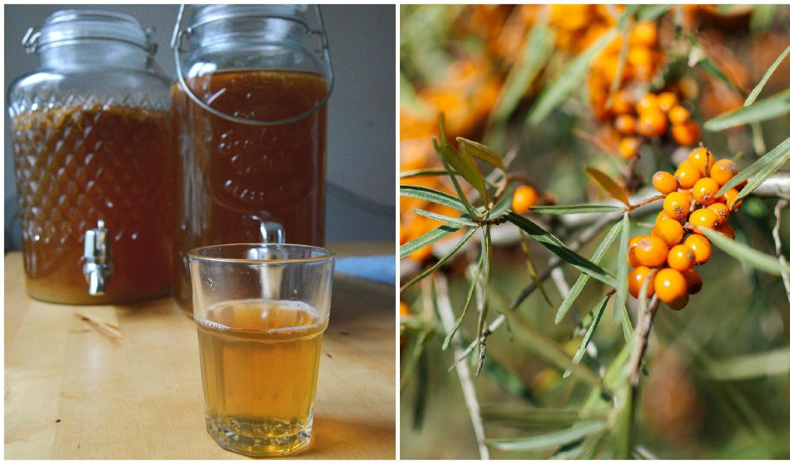 Sura livsmedel som kombucha (vä) och havtorn (hö) passar bra för kroppen tiden kring höstdagjämningen. Foto: Eva Sagerfors/Epoch Times (vä), Kasjan Farbisz/Pixabay (hö)
