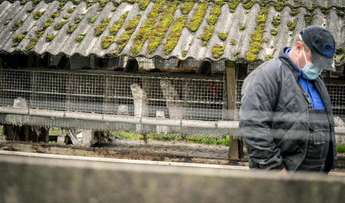 Miljoner minkar ska avlivas i Danmark efter att coronavirus upptäckts på minkfarmar. Arkivbild. Foto: Mads Claus Rasmussen/Ritzau Scanpix/AP/TT
