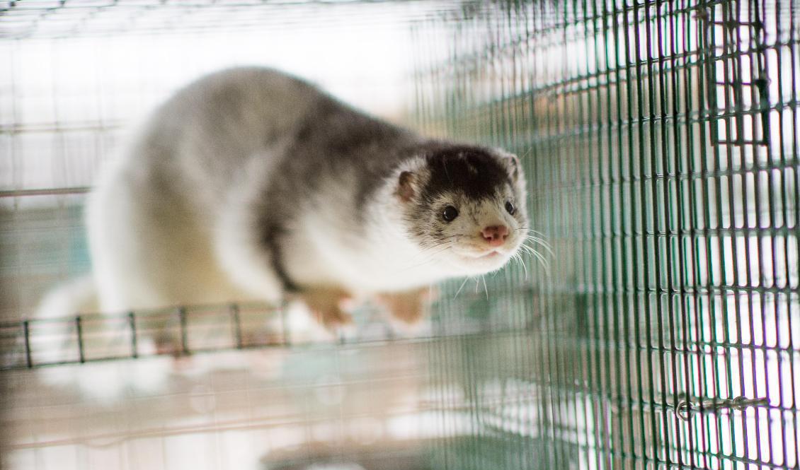 Danska partier vill nu granska rikspolisens roll i landets minkskandal. Arkivbild. Foto: Patric Söderström/TT