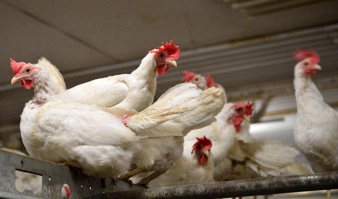 

25 procent av de djurbönder som föder upp fjäderfä har någon gång utsatts för brott som utförts av djurrättsaktivister. Arkivbild. Foto: Henrik Montgomery/TT                                                                                        