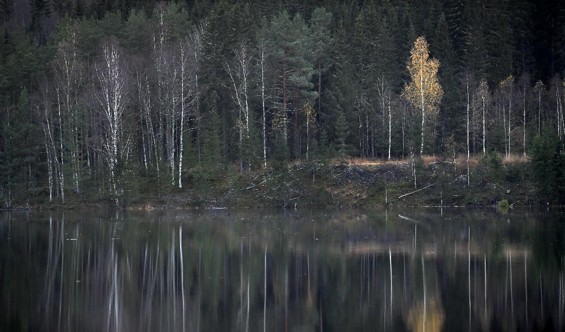 Varken skogsägare eller miljörörelse är riktigt nöjd med Skogsutredningens förslag. Arkivbild. Foto: Janerik Henriksson/TT