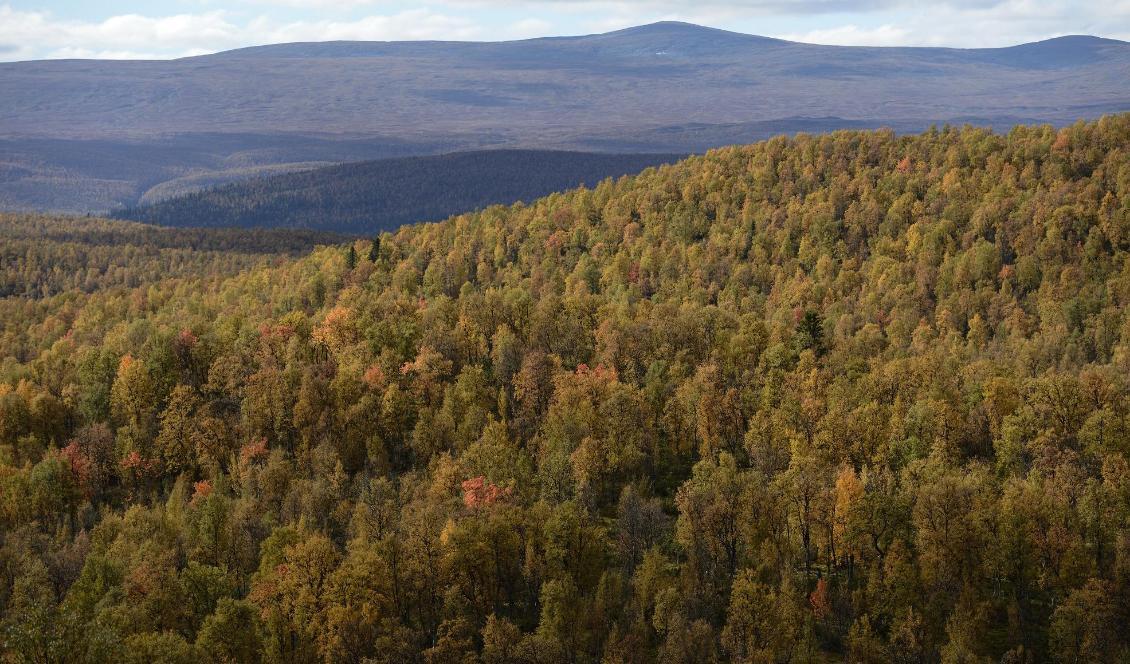 Skog nära Vindelfjällen i Lappland. Foto: Henrik Montgomery/TT. Arkivbild.