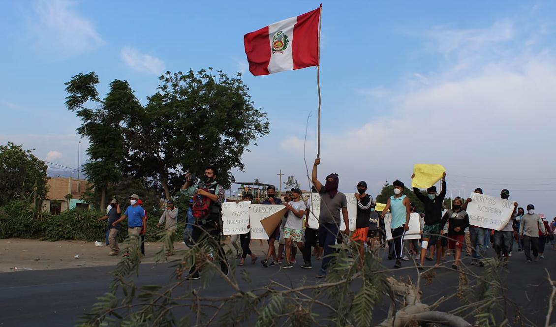 Jordbruksarbetare blockerar en bit av den panamerikanska landsvägen i höjd med Virú i norra Peru. Bilden är från den 30 december. Foto: Elmer Caceres/AP/TT