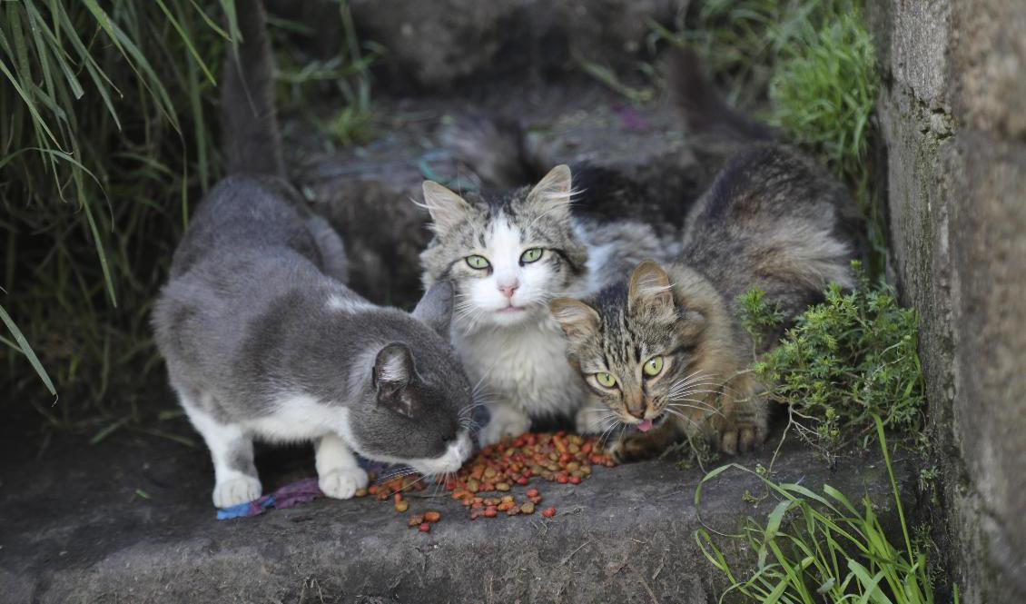 Kattorganisationerna befarar att den nya avelsplanen kommer att leda till fler oönskade katter. Arkivbild. Foto: Dolores Ochoa/AP/TT