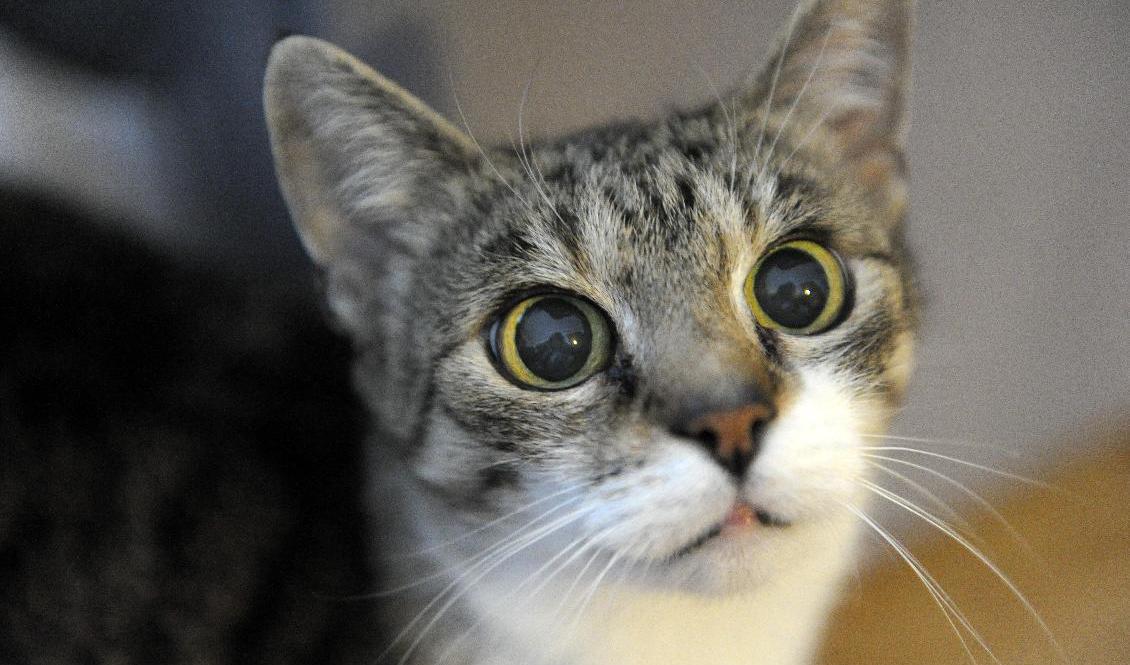 En avelsplan om bondkatter har väckt starka känslor bland kattvänner. Arkivbild. Foto: Anders Wiklund/TT