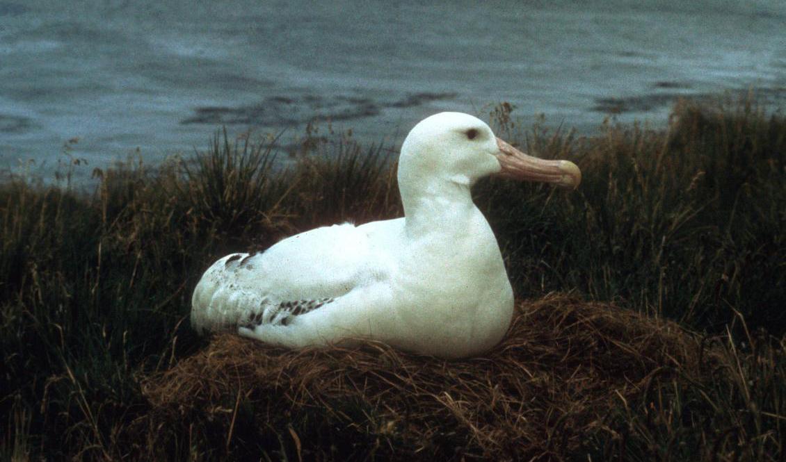En svartbrynad albatross har skådats i Lommabukten. Albatrossen på bilden är en annan art än den som nu har synts till. Arkivbild. Foto: TT