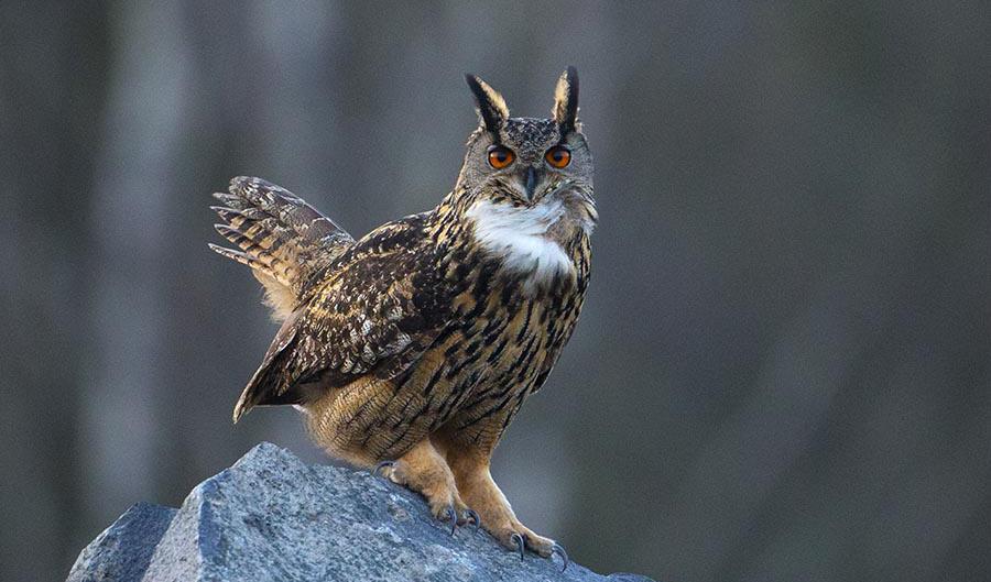 Elstolpar, kollisioner med tåg och vägtrafik, råttgift och brist på gnagare är några av hoten mot berguven. Foto: Patrik Olofsson/Birdlife Sverige