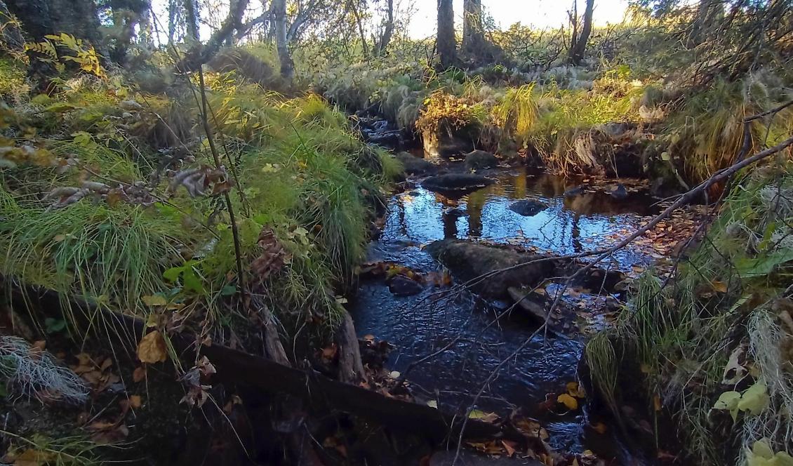 Rester av droger och läkemedel hamnar i avloppsvattnet och substanser som inte kan avskiljas av reningsverken riskerar att skada vattenlevande organismer. Foto: Bilbo Lantto