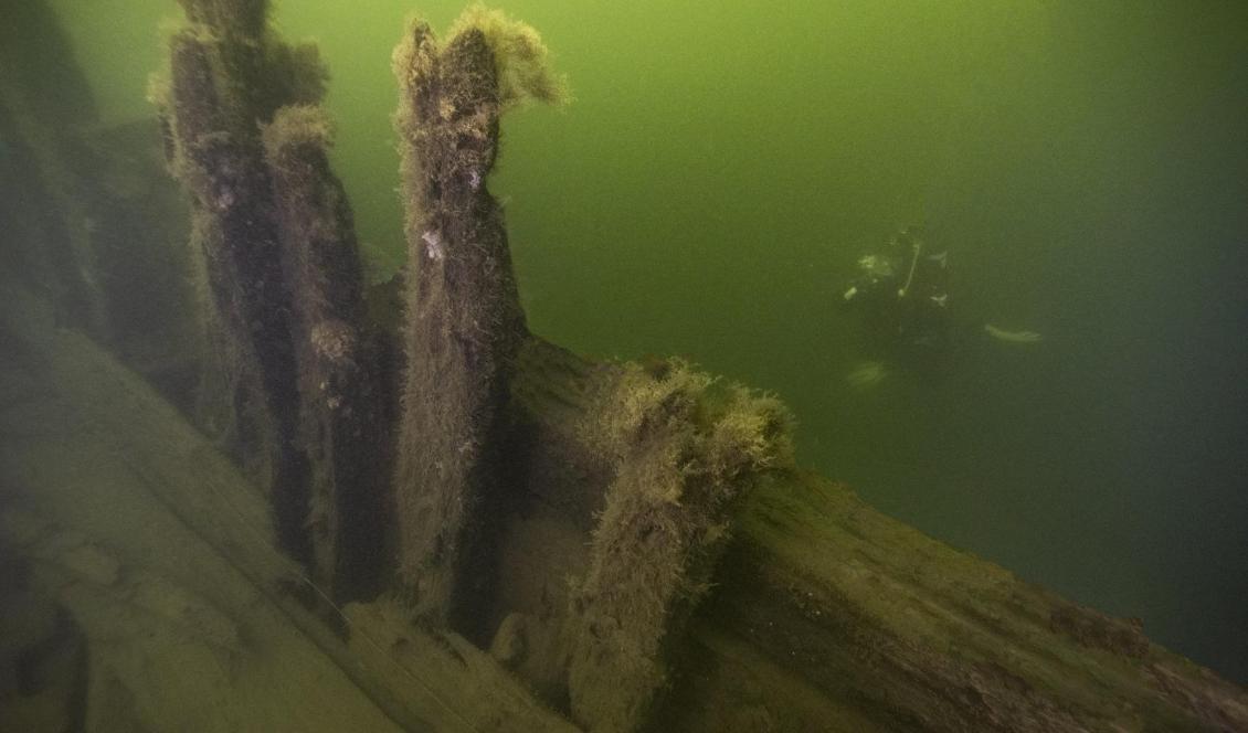 Insidan av skrovet på Apollo, ett av skeppen från 1648 som hittades utanför Vaxholm. Foto: Jim Hansson/Vrak-SMTM