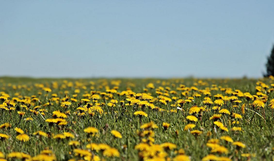 "Numera vet allt fler vad man allmänt visste förr, nämligen att blommande maskrosor lyser fint i det gröna." Foto: S. Hermann & F. Richter