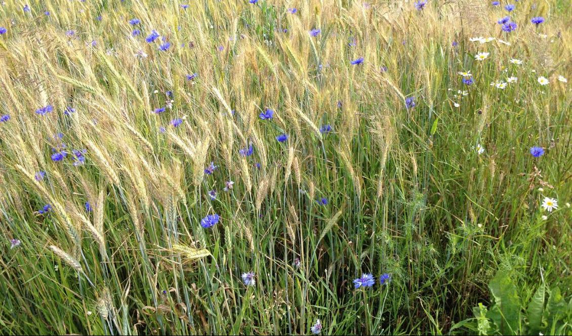 ”Sommardrömmarnas genuina kärna lär vara att få leva fri med tid för sina närmaste och tid för sina intressen.” Foto: Mats Lindberg