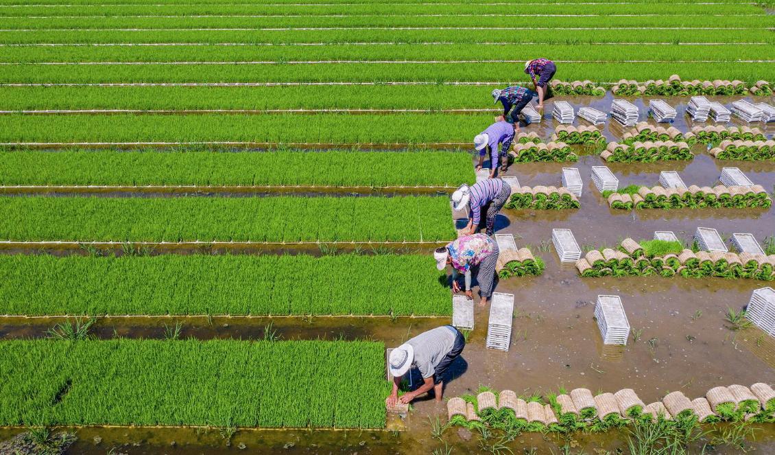 Trots kraftigt ökat pris på importerade livsmedel är den inhemska livsmedelsproduktionen i Kina ännu dyrare, bland annat på grund av låg industrialiseringsgrad. Foto: STR/Contributor