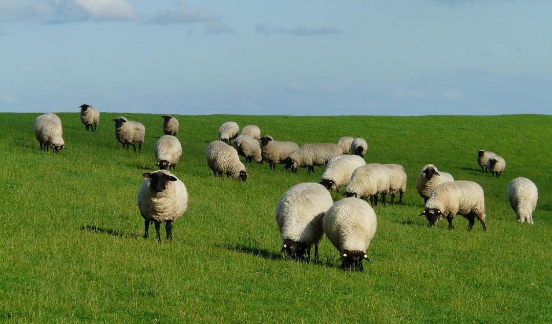 Mindre än en femtedel av landets lantbruk är KRAV-godkända. Foto: Hans Braxmeier