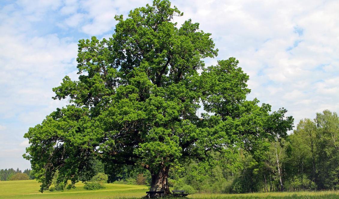 
Ny forskning visar att ek är röda murarbins favoritträd och viktig för deras reproduktion. Foto: Manfred Antranias Zimmer/Pixabay                                            