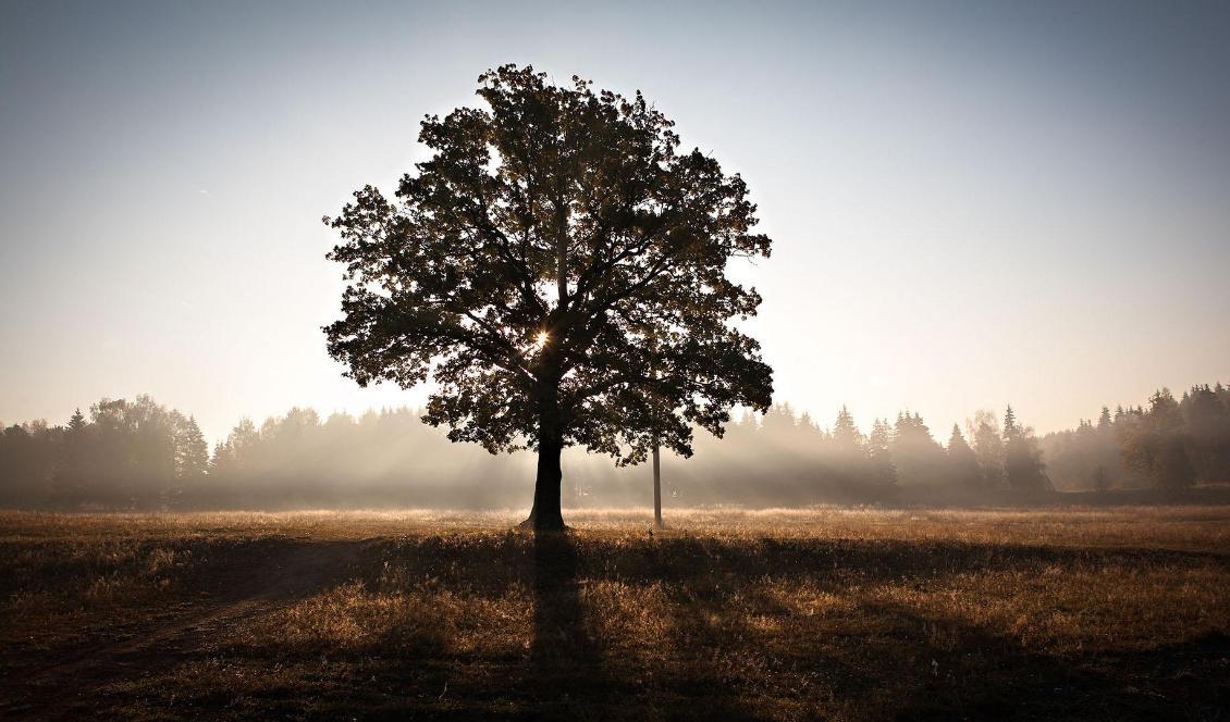 
Träd och speciella platser har länge spelat en central roll i sägner och myter. Vad är egentligen historien bakom den plats du bor på? Foto: Roman Averin                                            