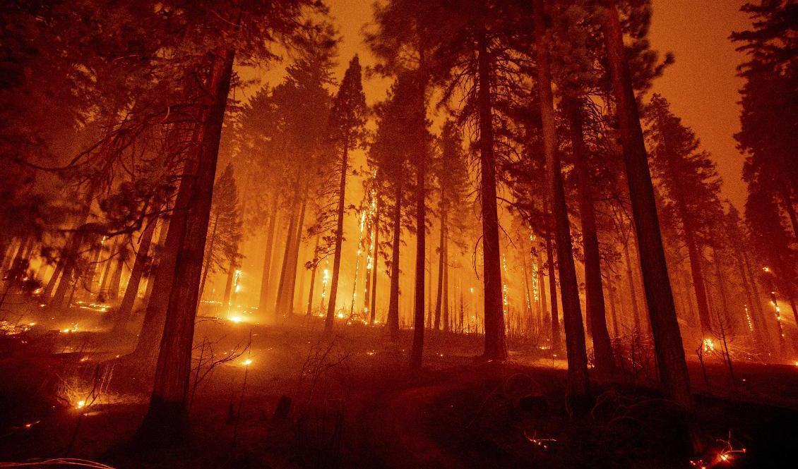 Caldorbranden väster om Sacramento. Foto: Ethan Swope/AP/TT