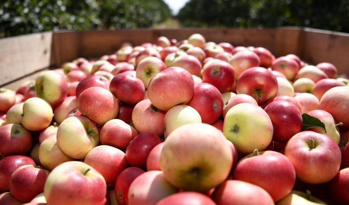 Bra för minnet. Arkivbild. Foto: Johan Nilsson/TT