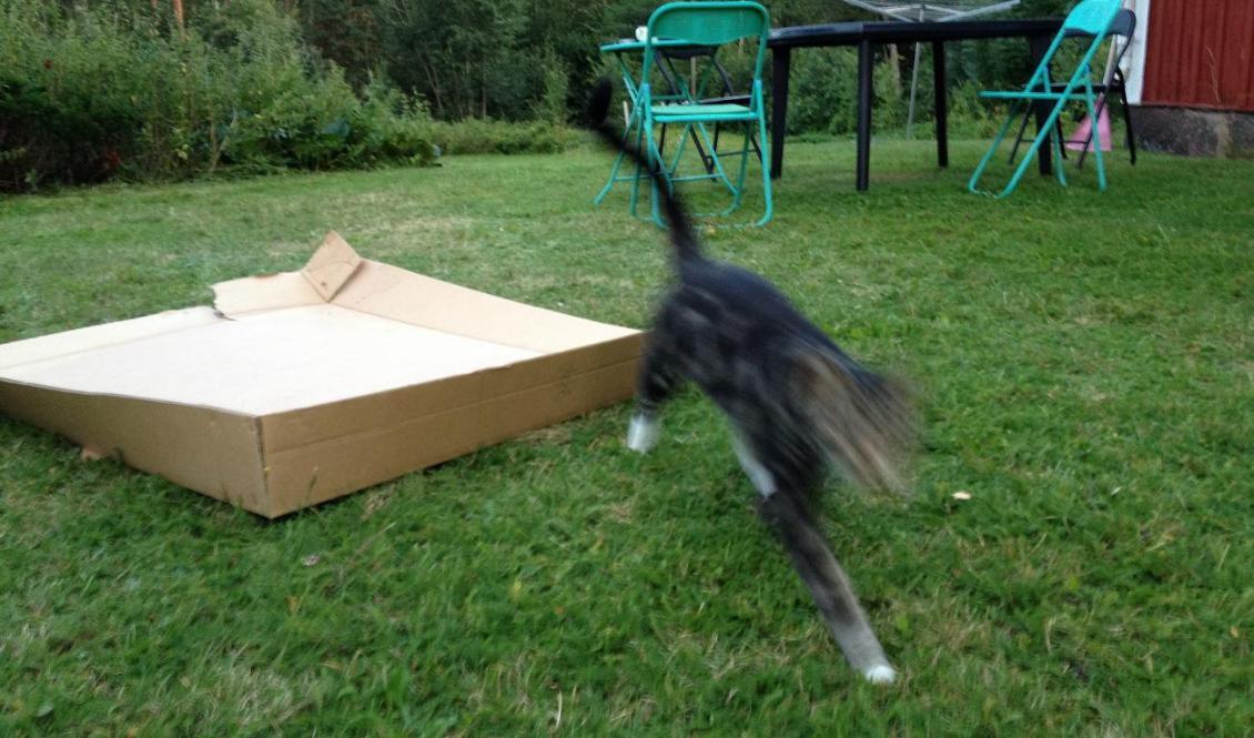 Det råder ett slags kraftfullt lugn över torp och nejd denna kväll. Så plötsligt vill Pellejöken bli av med lite överskottsenergi. Foto:
Mats Lindberg