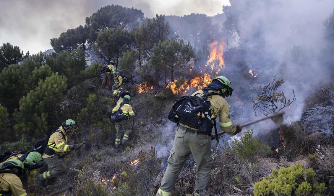 Brandmän och militär kämpade i sju dagar för att släcka skogsbranden innan det efterlängtade regnet hjälpte dem att få den under kontroll. Foto: Pedro Armestre/AP/TT