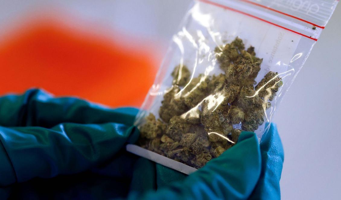 
Under första halvåret i år beslagtog svenska Tullverket drygt 2,5 ton cannabis, som är den vanligaste drogen i Sverige. Foto: Thomas Coex/AFP via Getty Images                                            