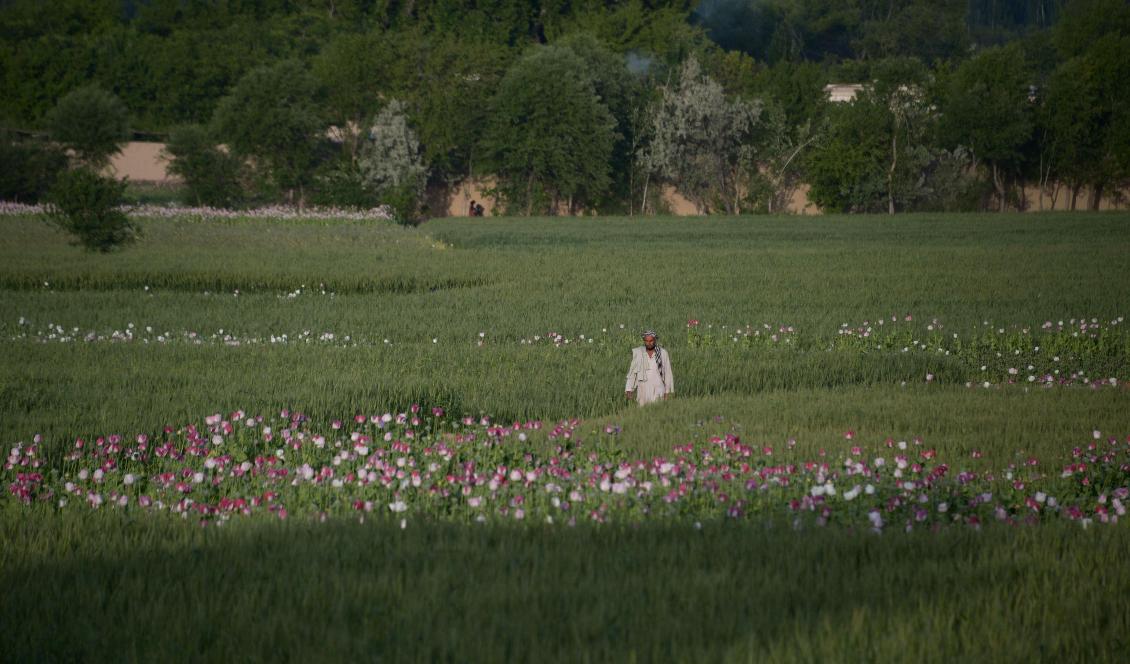 En afghansk bonde på ett fält med opiumvallmo i utkanten av Mazar-i-Sharif, den 27 april 2018. Foto: FARSHAD USYAN/AFP via Getty Images