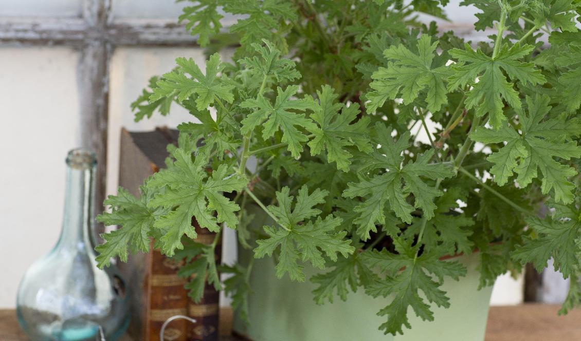 

Doktor Westerlunds hälsoblomma är ett bra exempel på växter som tar fram positiva reaktioner. Foto: Mäster Grön/SLU                                                                                        